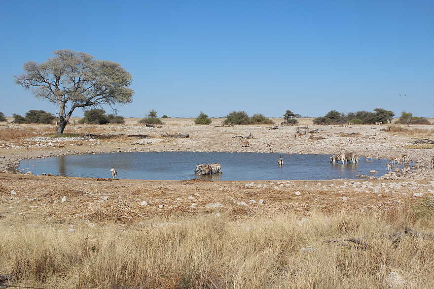 Okaukuejo: Wasserloch Okaukuejo: Wasserloch