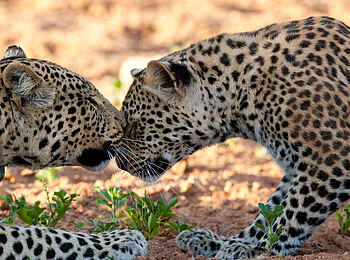 Okonjima Plains Camp: Schmusezeit Okonjima Plains Camp: Schmusezeit