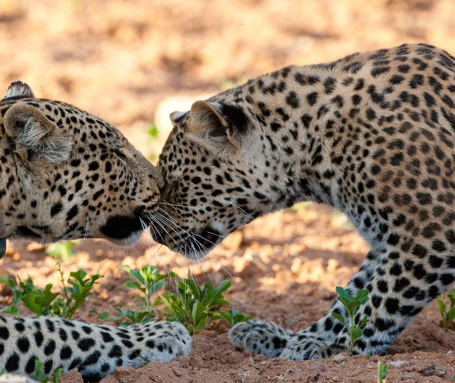 Okonjima Plains Camp: Schmusezeit