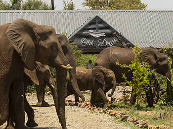 Old Drift Lodge: Elefanten vor der Lodge Old Drift Lodge: Elefanten vor der Lodge