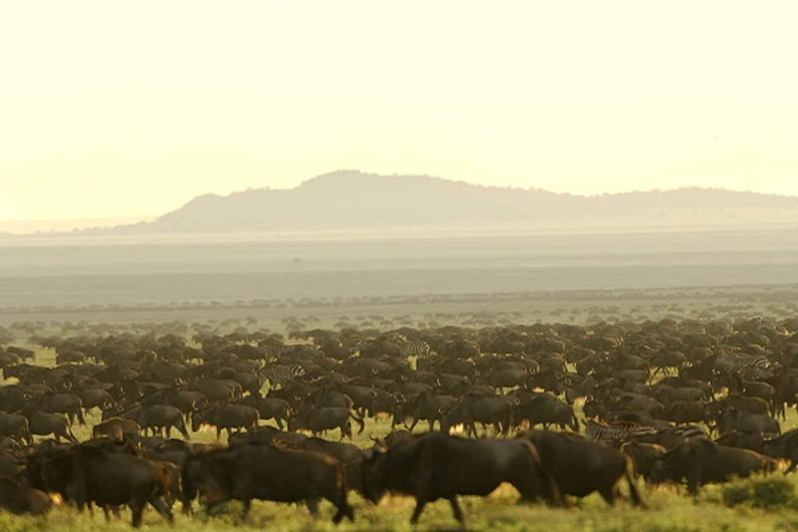 Sanctuary Serengeti Migration Camp: Wandernede Gnuherde Sanctuary Serengeti Migration Camp: Wandernede Gnuherde