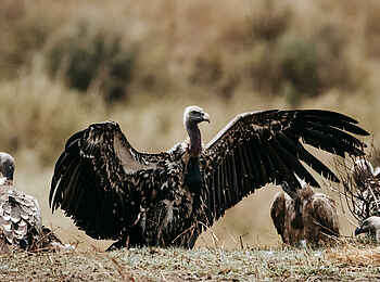 Wilderness Usawa Serengeti: Ein Geier zeigt seine Flügel Wilderness Usawa Serengeti: Ein Geier zeigt seine Flügel
