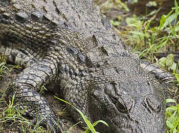 Xakanaxa Camp: Krokodil