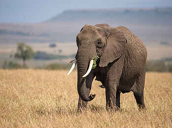Entim Masai Mara: Elefant bei der Futtersuche