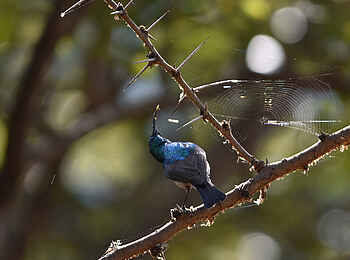 Frog and Fern Cottages: White-bellied Sunbird - Männlich Frog and Fern Cottages: White-bellied Sunbird - Männlich