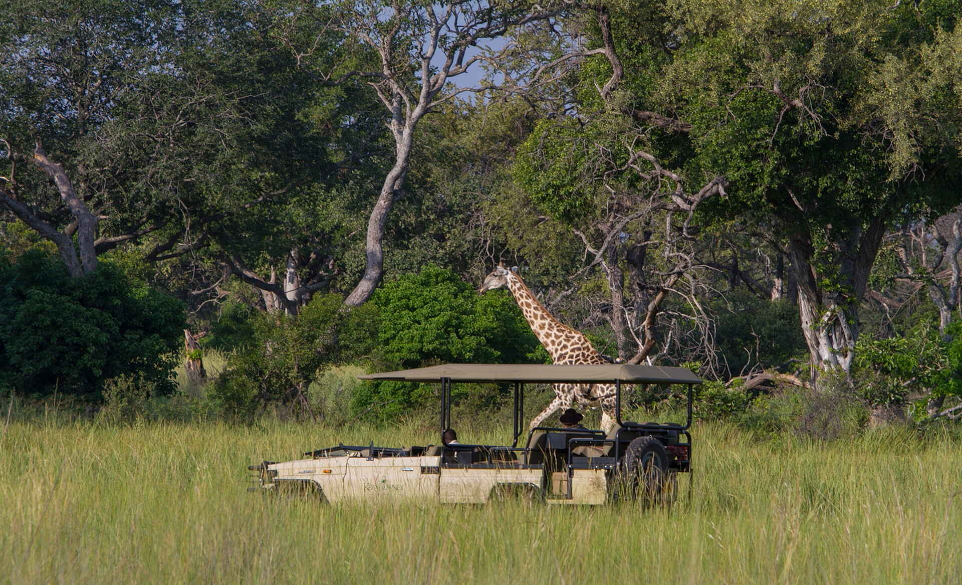 Botswana, Camp, Kanana, Kanana Camp, Okavango, Okavango Delta, Safari, Giraffe, Pirschfahrt, Afrikarma, Afrikarma Safaris, Afrikarma Safaris - Wildnis. Hautnah, afrikarma.de, Abenteuer
