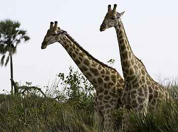 Kwetsani Camp: Giraffen Kwetsani Camp: Giraffen