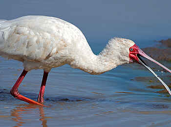 Lobolo Camp: Löffler