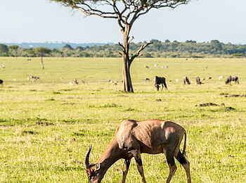 Losokwan Camp: Antilopen