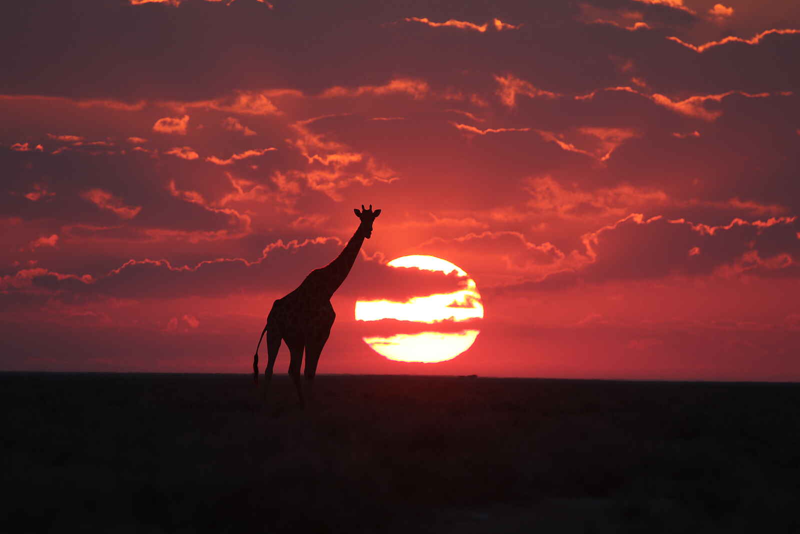 Ongava Lodge: Giraffe im Sonnenuntergang Ongava Lodge: Giraffe im Sonnenuntergang