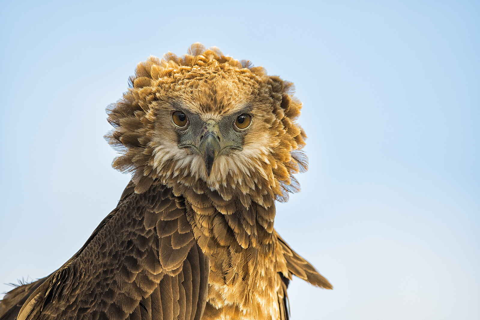 Qorokwe Camp: Snake Eagle Qorokwe Camp: Snake Eagle