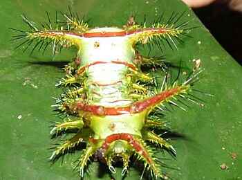 Sangha Lodge: Raupe Sangha Lodge: Raupe