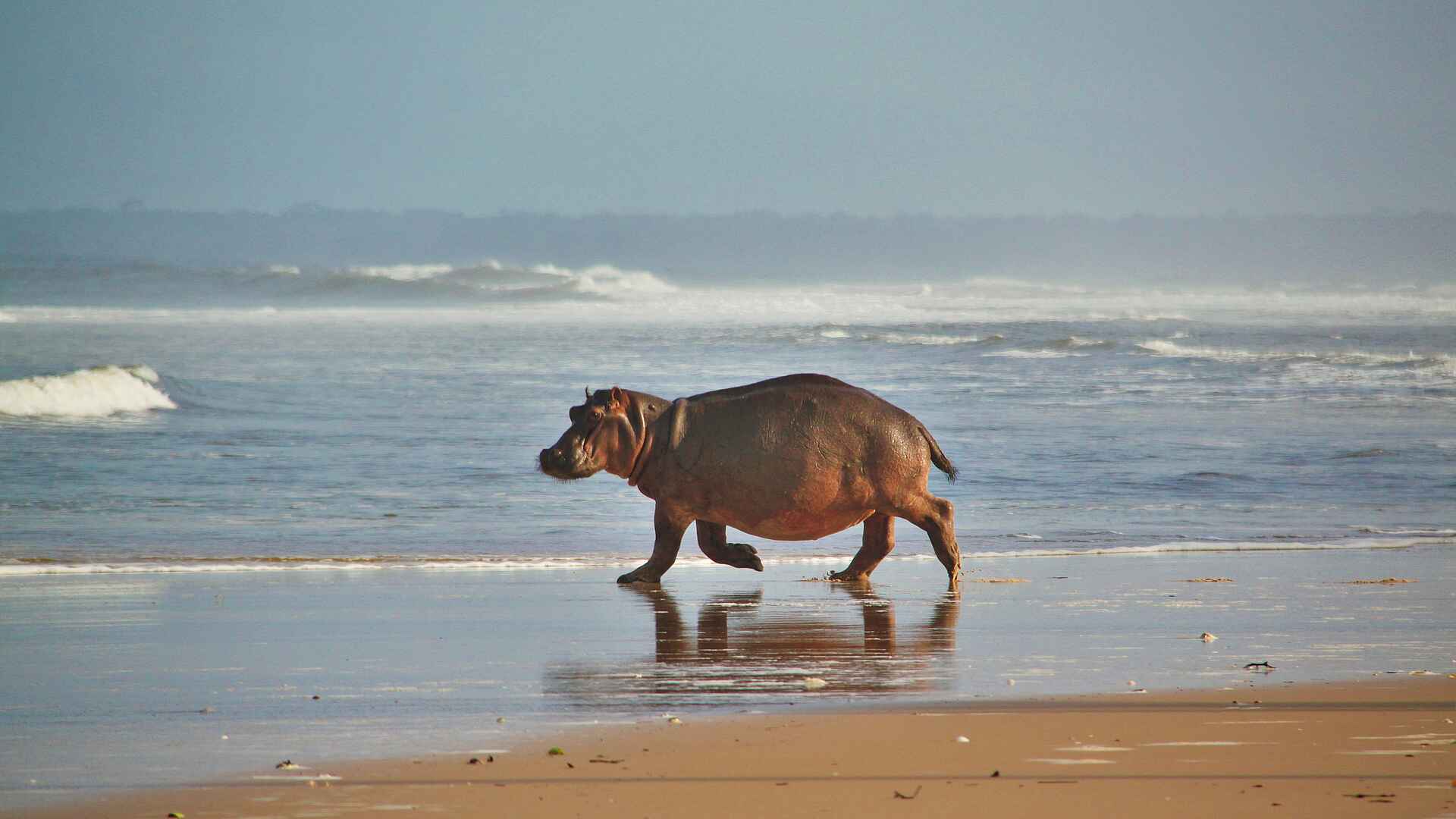Sette Cama Eco Camp: Hippo am Strand