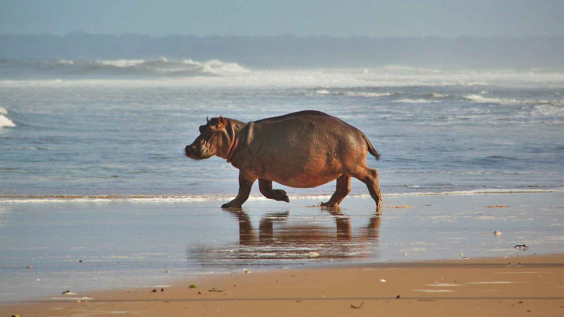 Sette Cama Eco Camp: Hippo am Strand