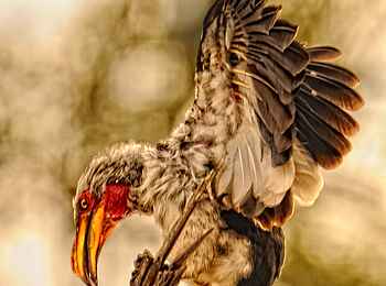 Somalisa Acacia Camp: Yellow billed hornbill