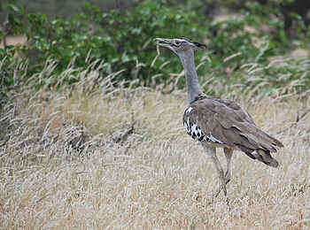 Tuli Safari Lodge Mashatu: Riesentrappe