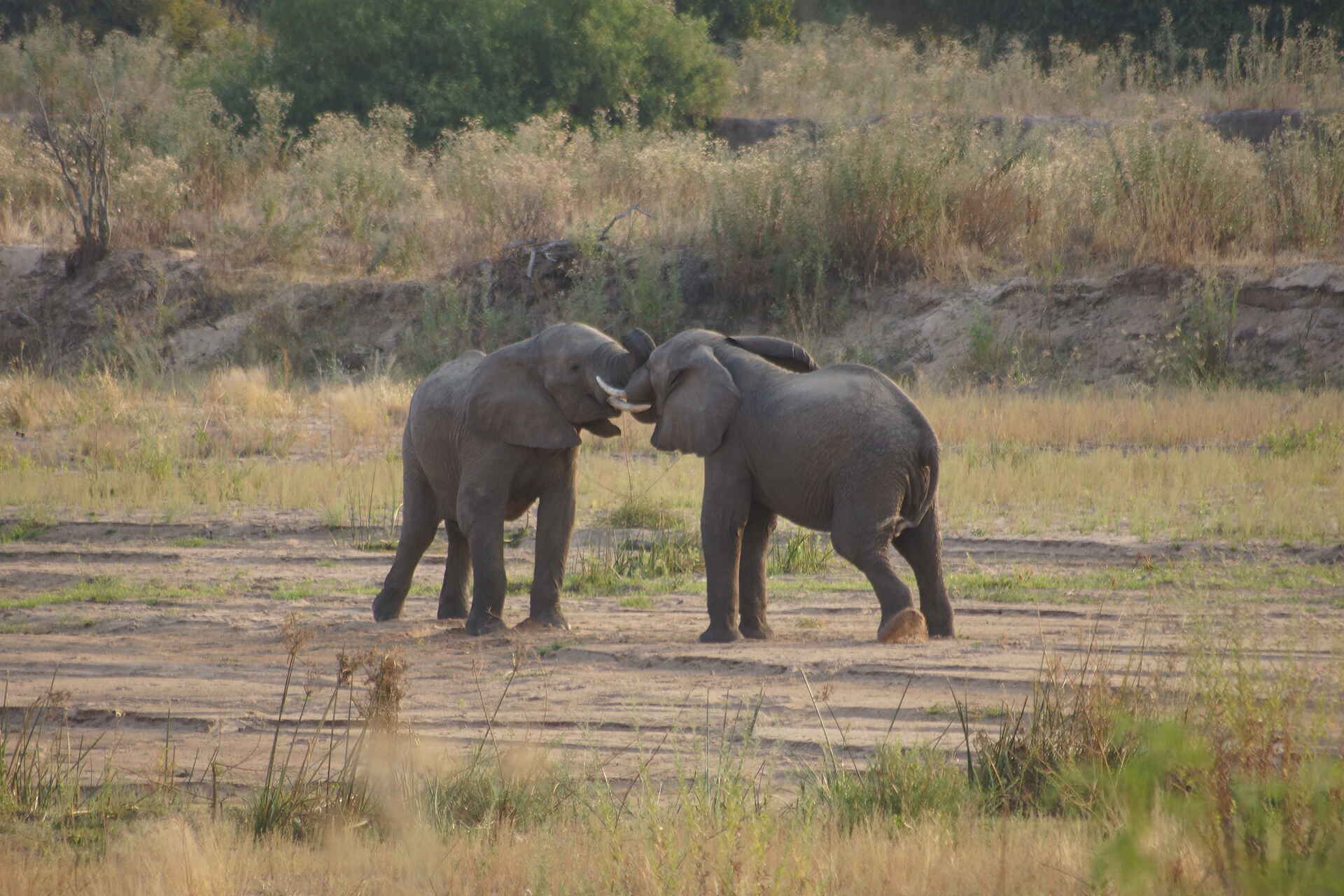 Ubuyu Lodge: Elefanten