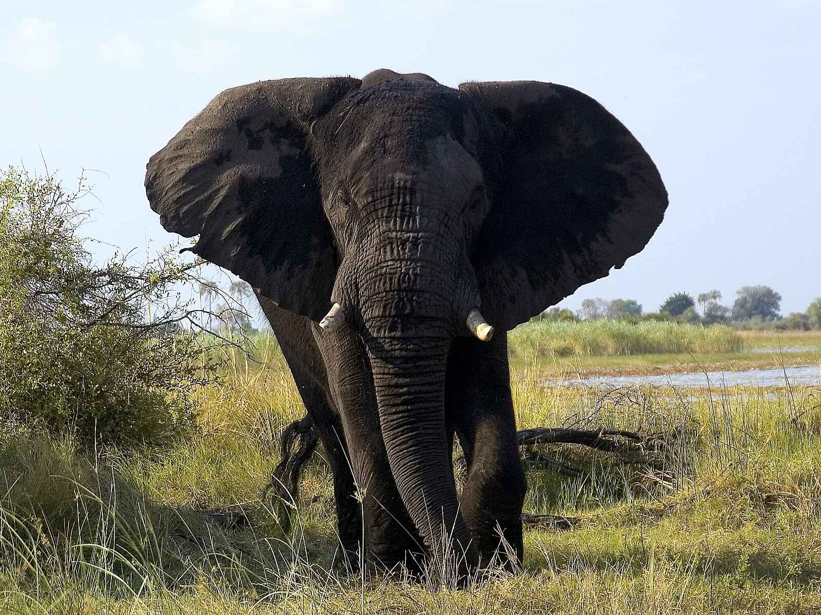 Abu Camp: Elefant Mithondo Abu Camp: Elefant Mithondo