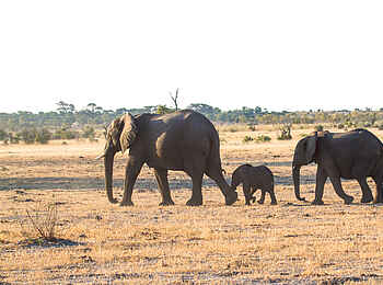 Belmond Savute Elephant Lodge: Elefantenherde