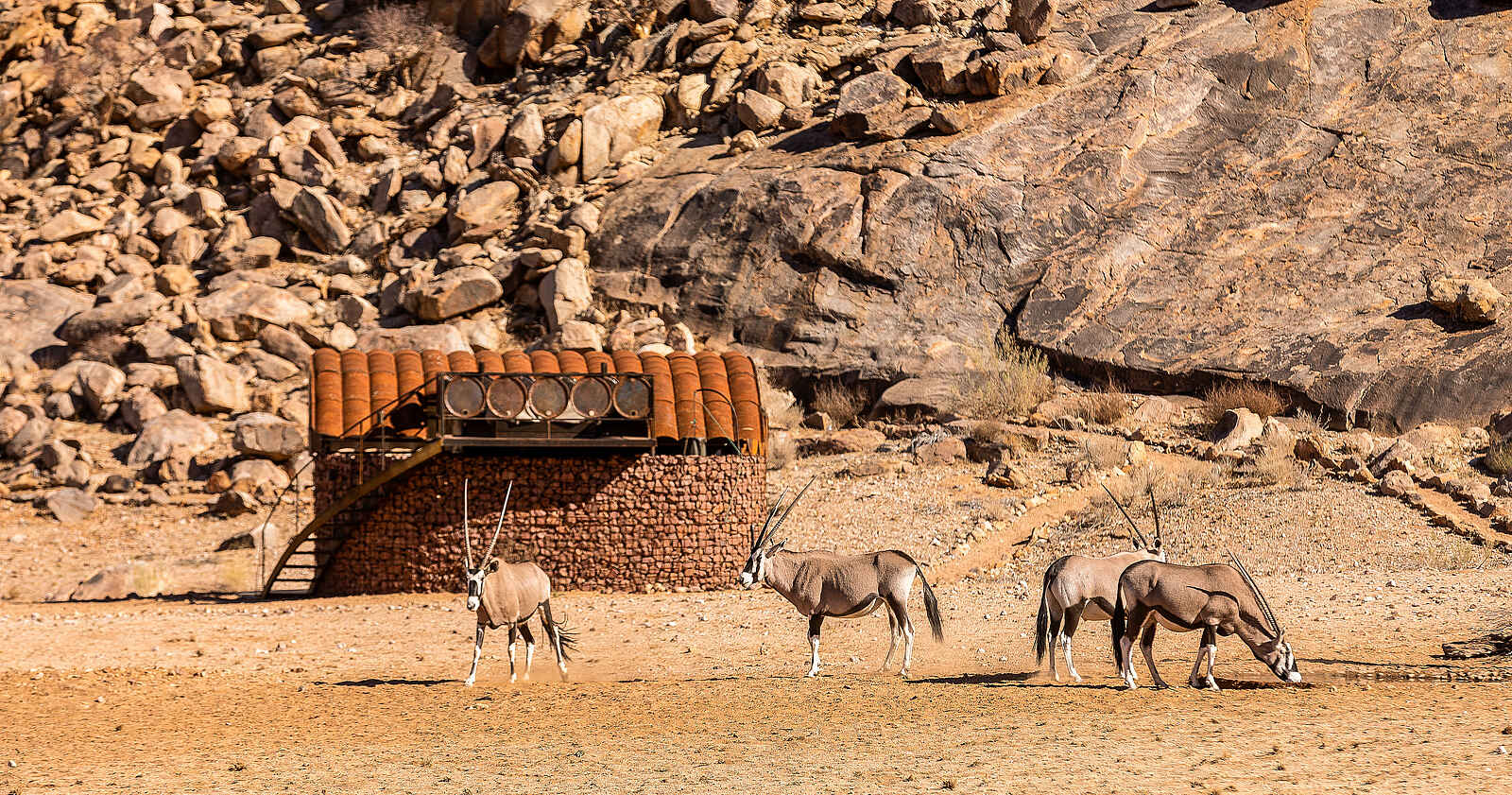 Camp Sossus: Oryx Antilopen vor einem Gästezelt Camp Sossus: Oryx Antilopen vor einem Gästezelt