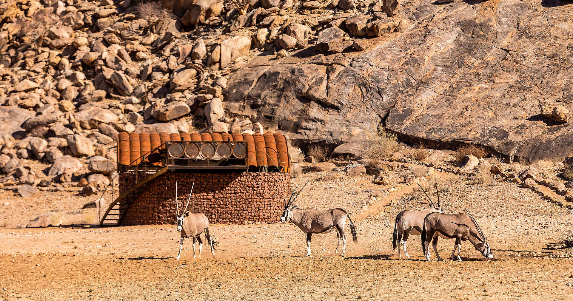 Camp Sossus: Oryx Antilopen vor einem Gästezelt Camp Sossus: Oryx Antilopen vor einem Gästezelt