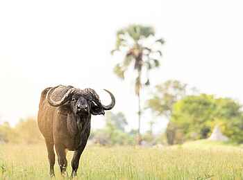 Daunara Safari Camp: Büffel