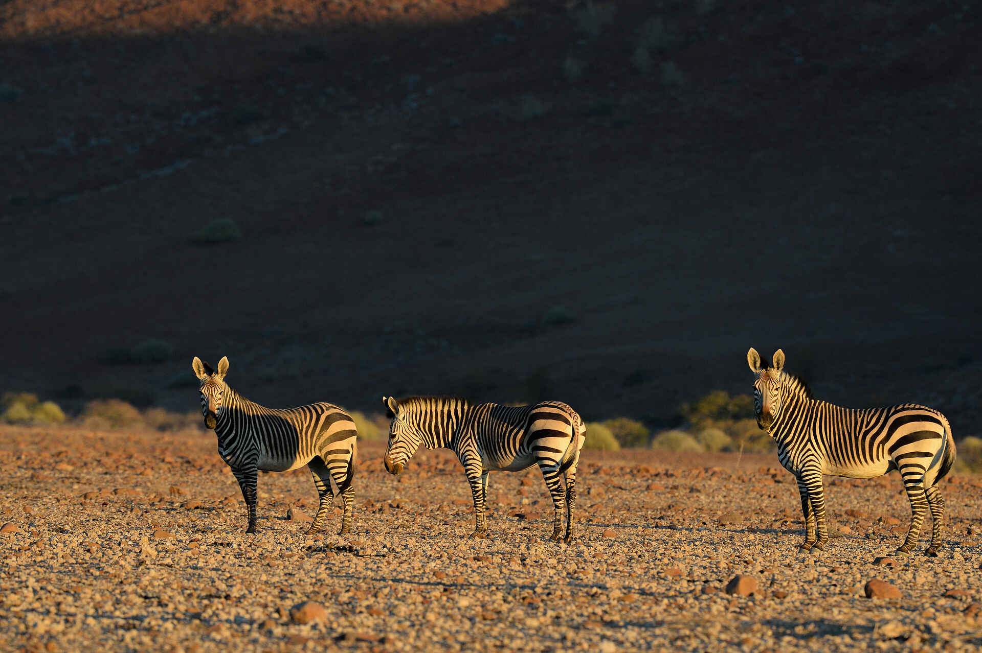 Desert Rhino Camp: Zebras
