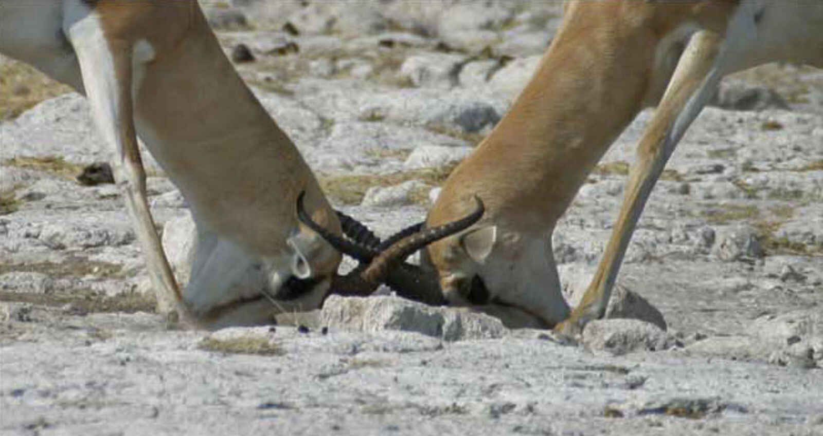 Edo's Camp: Impalas bei Rangkämpfen Edo's Camp: Impalas bei Rangkämpfen