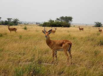 Enjojo Lodge: Impala-Bock