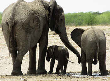 Etosha King Nehale: Eine Elefantenfamilie