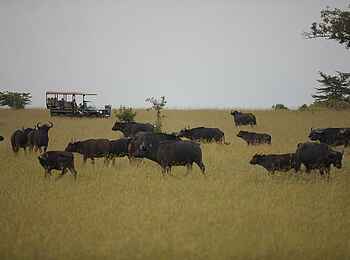 Klein's Camp: Pirschfahrt mit Büffeln