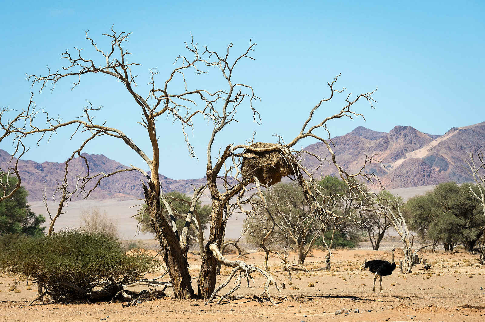 Kulala Desert Lodge: Strauß Kulala Desert Lodge: Strauß