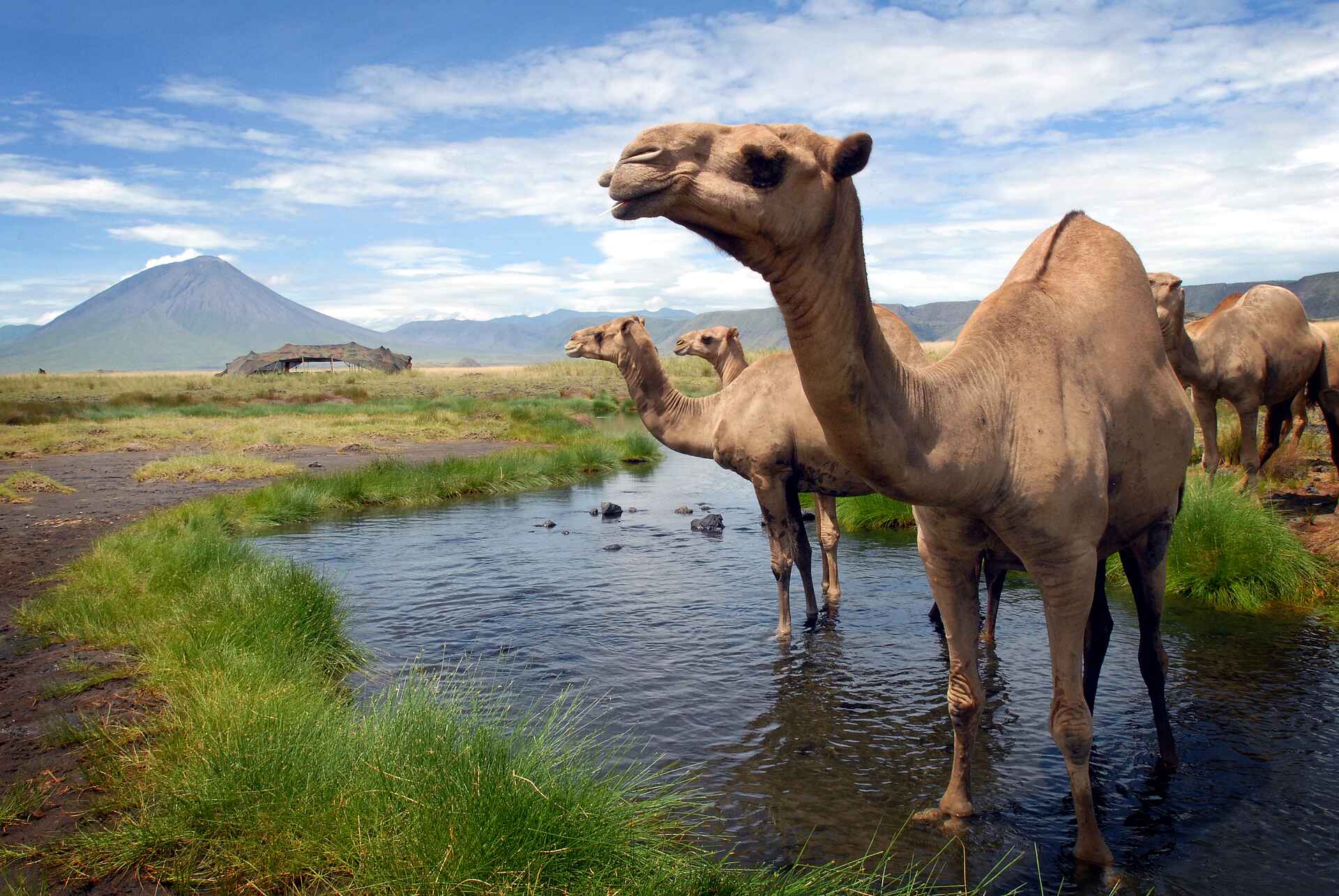 Lake Natron Camp, kamele, lake natron camp bilder, natronsee oldoinyo, tiere, Kamel