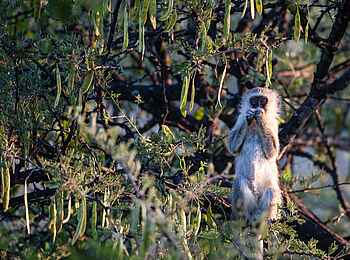 Meno A Kwena: Grüne Meerkatze im Baum  Meno A Kwena: Grüne Meerkatze im Baum
