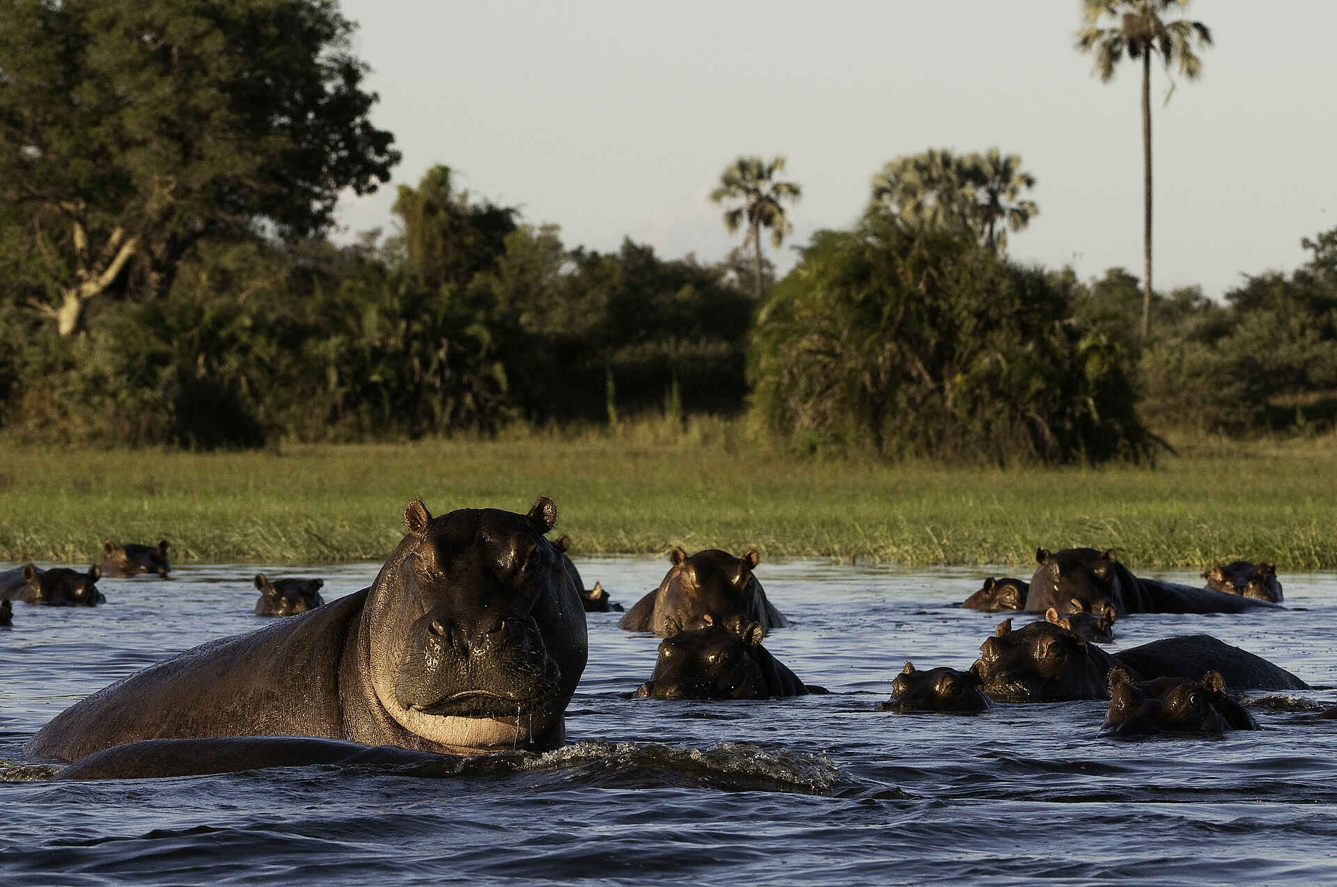 Mombo Camp: Nilpferde im Wasser