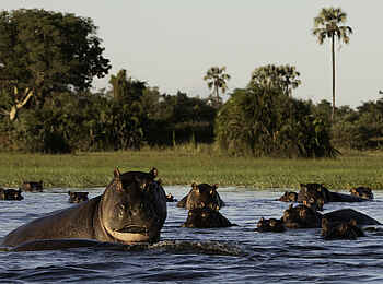 Mombo Camp: Nilpferde im Wasser