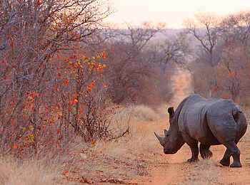 Motswari Game Lodge: Nashorn auf Wanderschaft