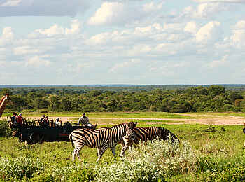 Motswari Game Lodge: Zebras und Giraffen