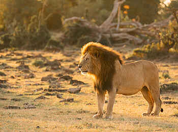Naboisho Camp: Löwe