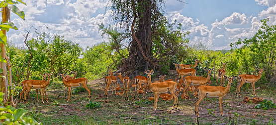 Nambwa Lodge: Antilopenherde Nambwa Lodge: Antilopenherde