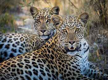 Selinda Suite: Leoparden