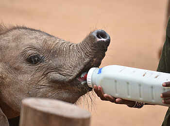 Soroi Larsens Camp: Besuch eines Elefanten Sanctuary Soroi Larsens Camp: Besuch eines Elefanten Sanctuary