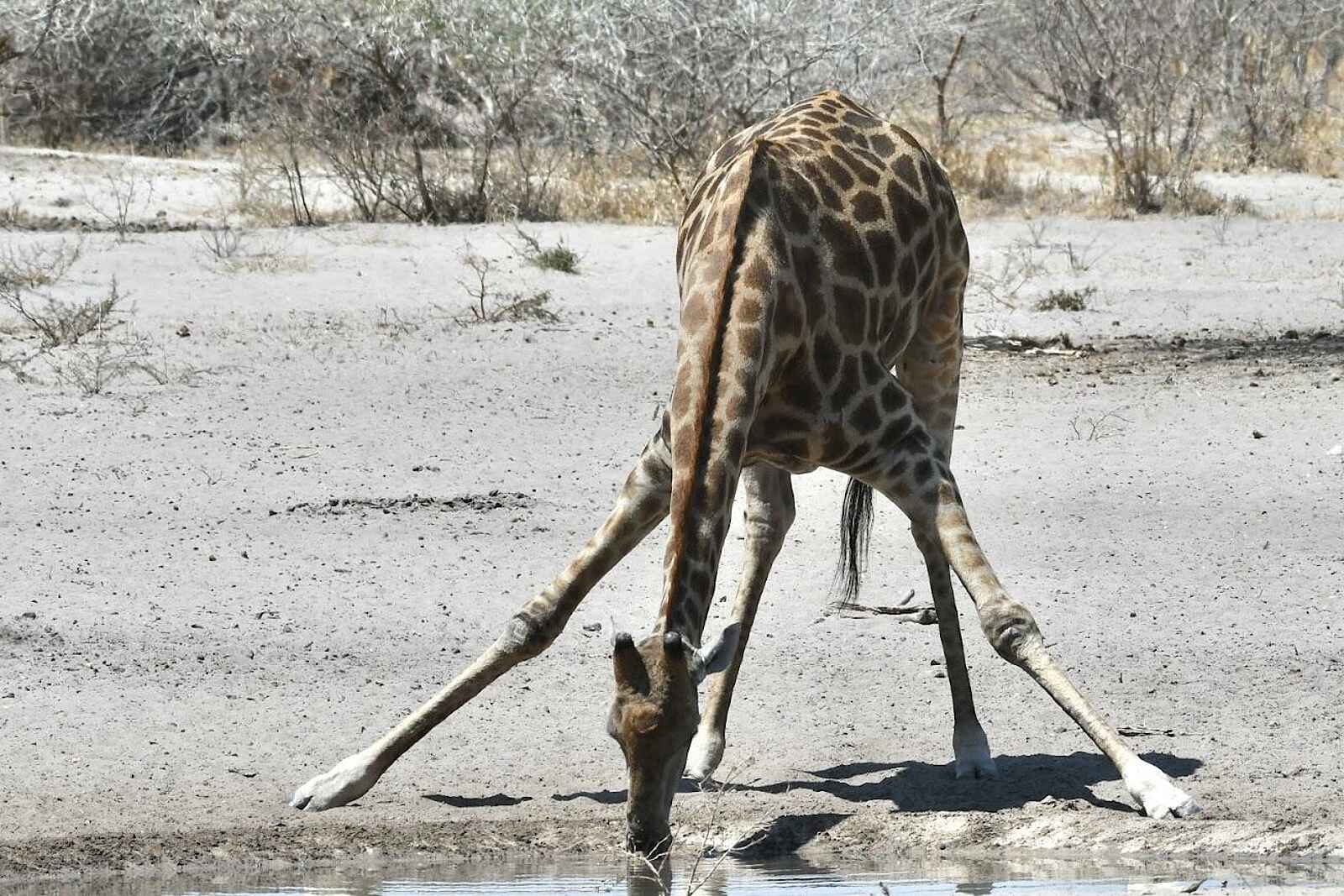 The Dune Camp: Giraffe The Dune Camp: Giraffe