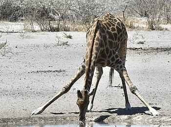 The Dune Camp: Giraffe The Dune Camp: Giraffe