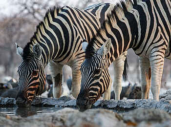 Wilderness Etosha Camp: Zebras beim trinken