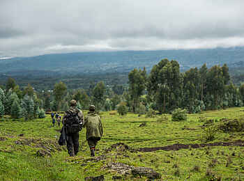 Wilderness Sabyinyo: Gorilla Trekking Wilderness Sabyinyo: Gorilla Trekking