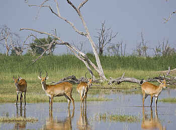 Xakanaxa Camp: Rote Moorantilopen