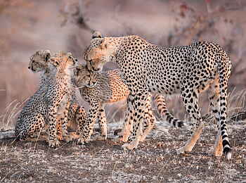 Mashatu Game Reserve: Gepardin mit Jungtieren