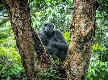 Ngaga Camp: Ein Gorilla im Baum