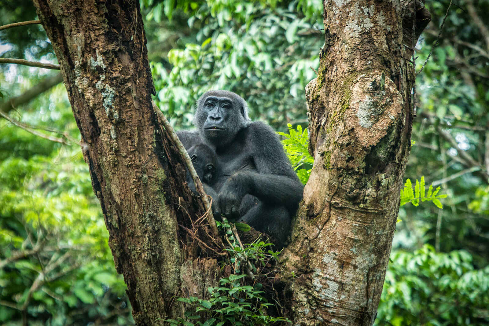 Ngaga Camp: Ein Gorilla im Baum Ngaga Camp: Ein Gorilla im Baum